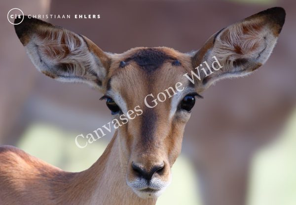Young Impala Portrait