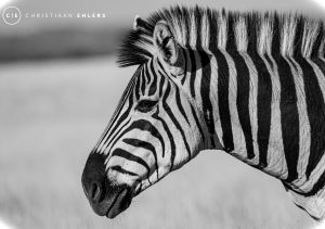 Zebra - B&W Zebra - B&W