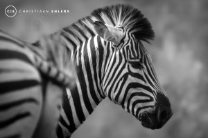 Zebra (B&W) - Stripes of serenity