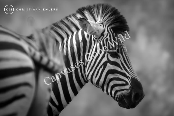 Zebra (B&W) - Stripes of serenity