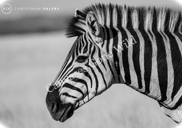 Zebra - B&W