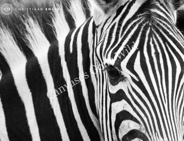 Zebra close-up B&W