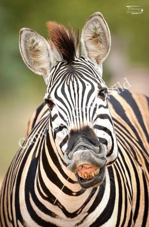Zebra_JP_001 Zebra_JP_001