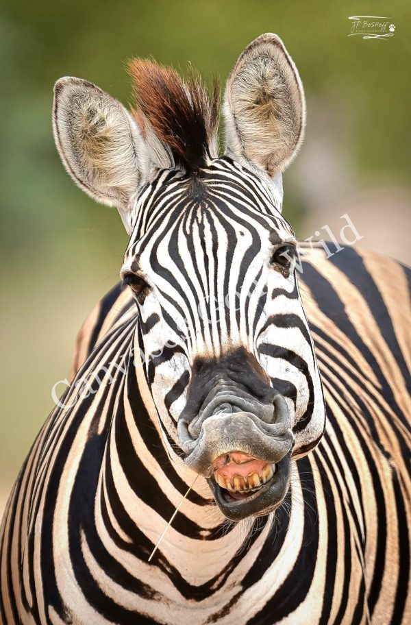 Zebra_JP_001