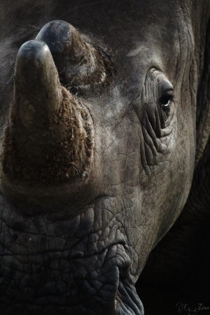 Rhino_01_Connor