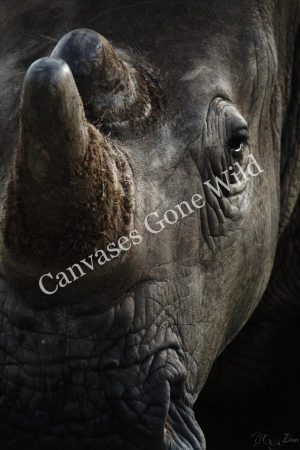 5D17F8E9-5278-4D21-B5AB-DA8973635E7A Rhino_01_Connor