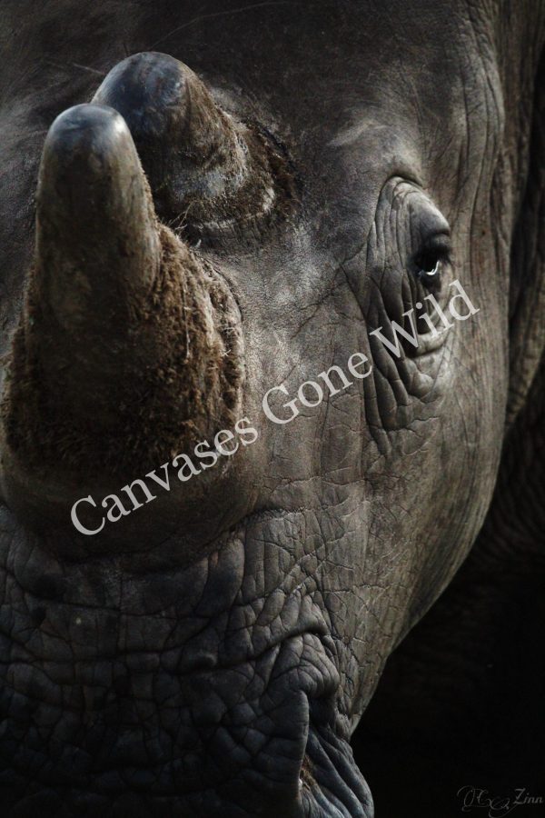 Rhino_01_Connor