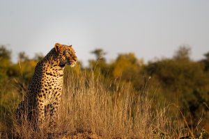 IMG_1809 Leopard_01_Connor