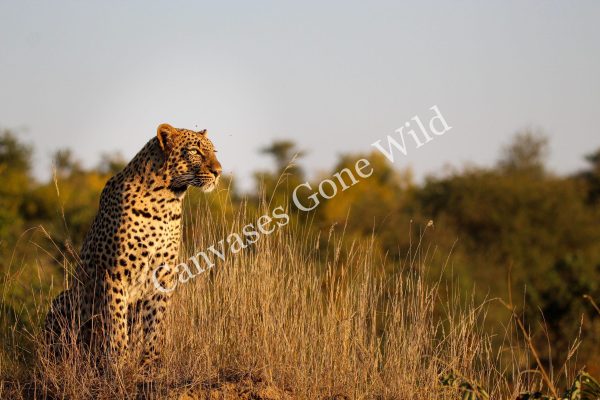 Leopard_01_Connor