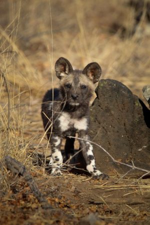 IMG_2567 Wild Dog_01_Connor