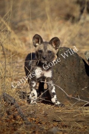 IMG_2567 Wild Dog_01_Connor