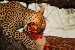 IMG_2792 Leopard_02_Connor
