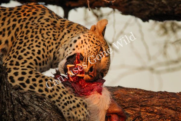 Leopard_02_Connor