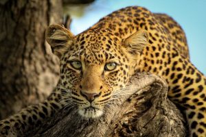 IMG_9906 Leopard_03_Connor