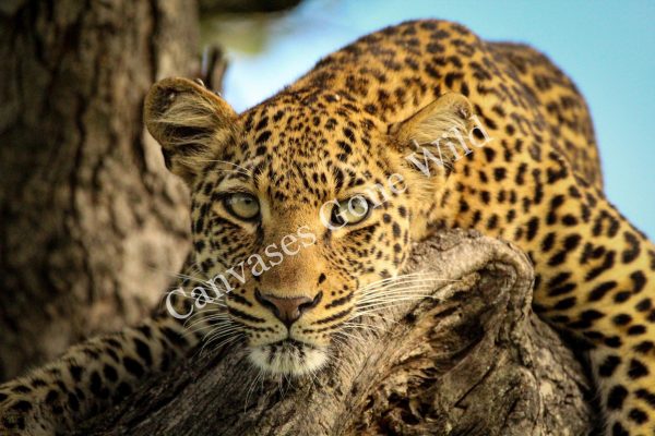 Leopard_03_Connor