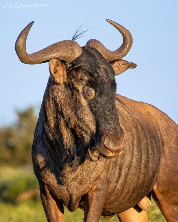 A Portrait of the Blue Wildebeest