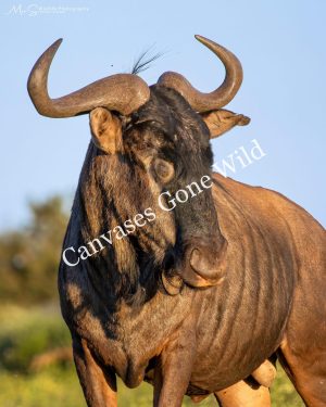 A Portrait of the Blue Wildebeest. A Portrait of the Blue Wildebeest