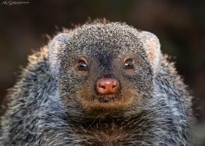 Banded Mongoose