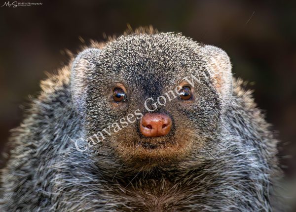 Banded Mongoose