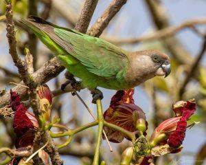 Brown-headed Parrot Perched on Blooming Branches