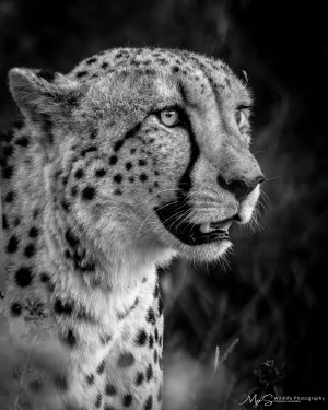 Cheetah Portrait in Monochrome