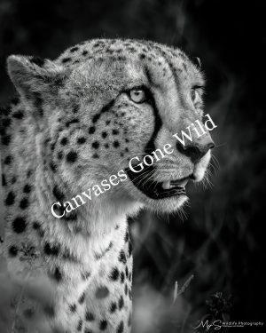 Cheetah Portrait in Monochrome. Cheetah Portrait in Monochrome