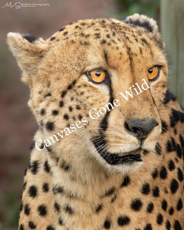 Cheetah Portrait