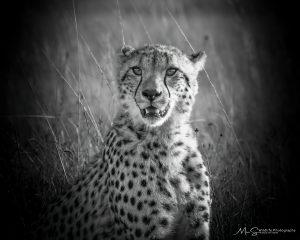 Cheetah in black and white