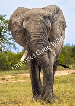 Elephant Portrait. Elephant Portrait