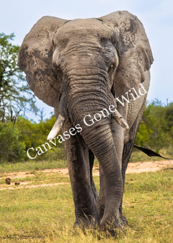 Elephant Portrait