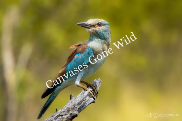 European Roller