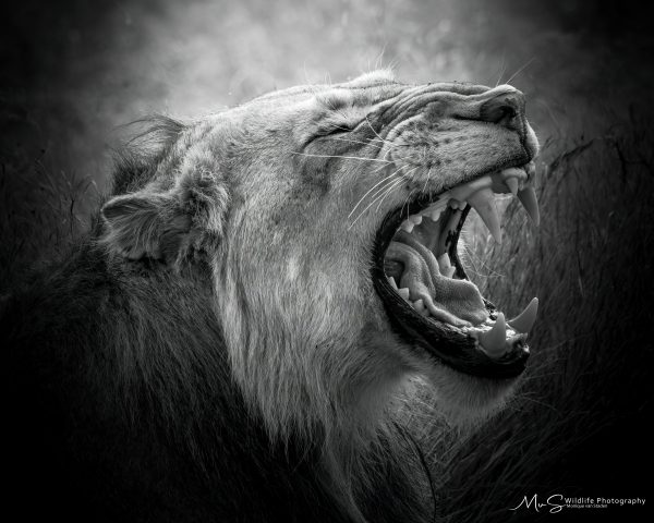 Fierce expression