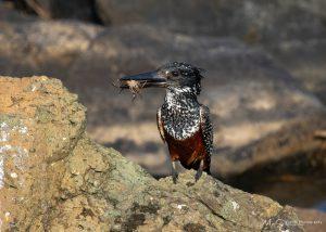 Giant Kingfisher
