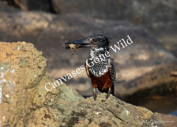 Giant Kingfisher