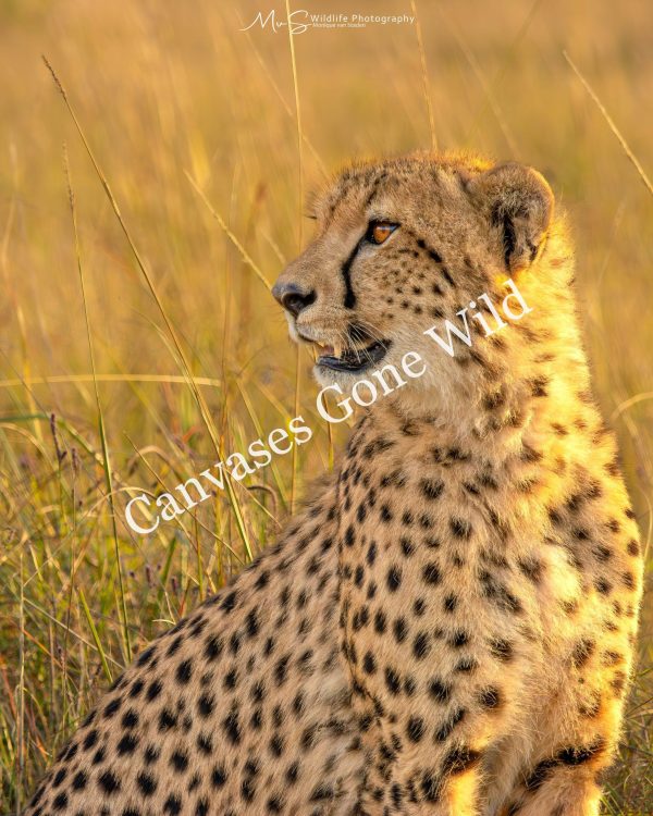 Golden Hour Cheetah (2)