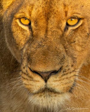 Golden Stare of a Lioness