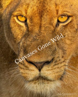 Golden Stare of a Lioness. Golden Stare of a Lioness