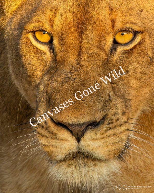 Golden Stare of a Lioness
