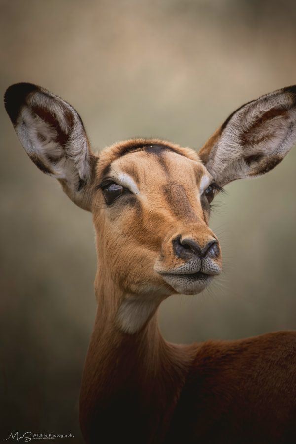 Impala