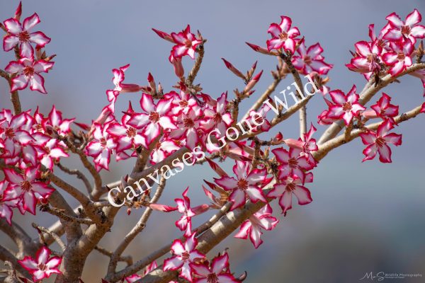 Impala Lily