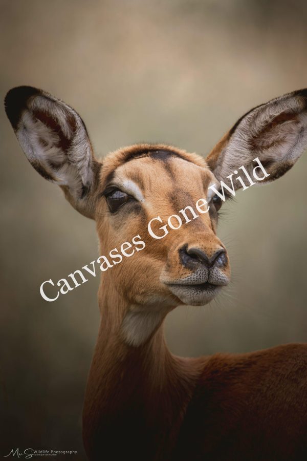 Impala