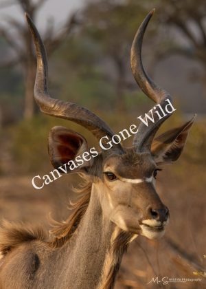 Kudu Bull Portrait