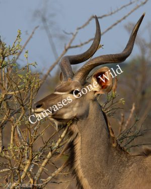 Kudu Bull. Kudu Bull