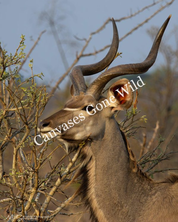 Kudu Bull