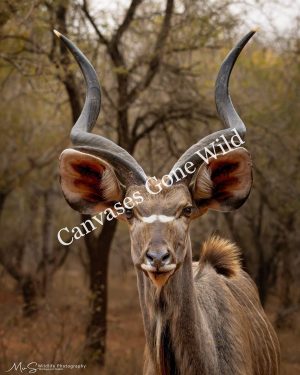 Kudu in the wild. Kudu in the wild