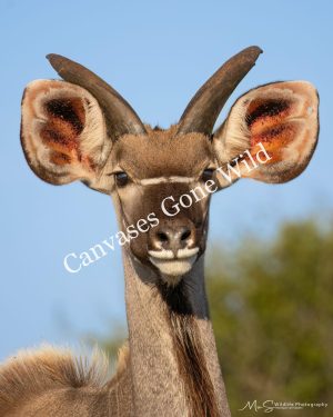 Kudu Kudu