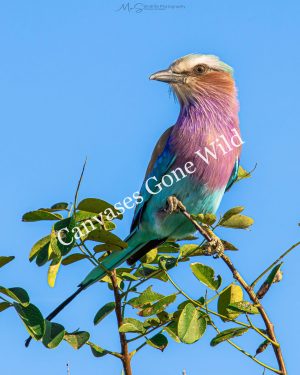 Lilac-breasted Roller on its perch