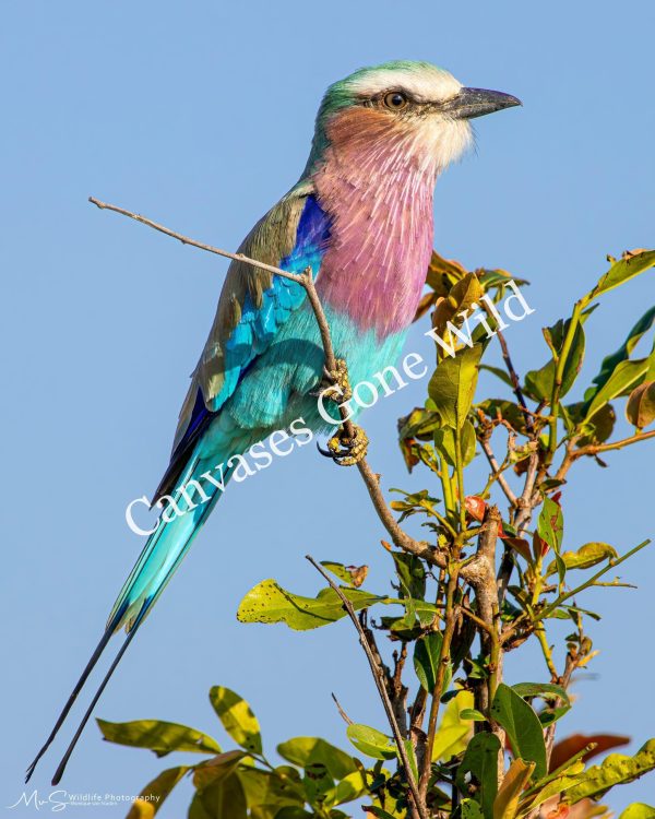 Lilac-breasted Roller