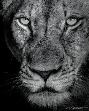 Lioness Gaze ; Power in Every Stare