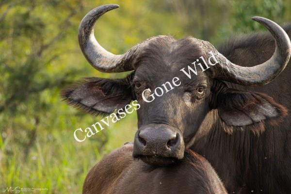 Majestic Buffalo Cow